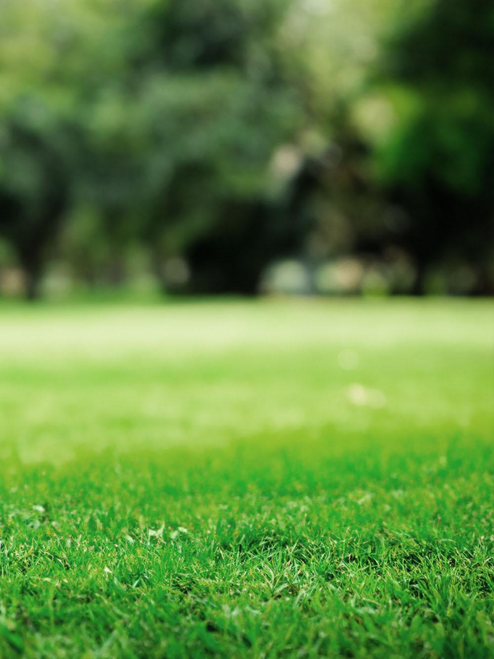 Green Fields Turfgrass Mix